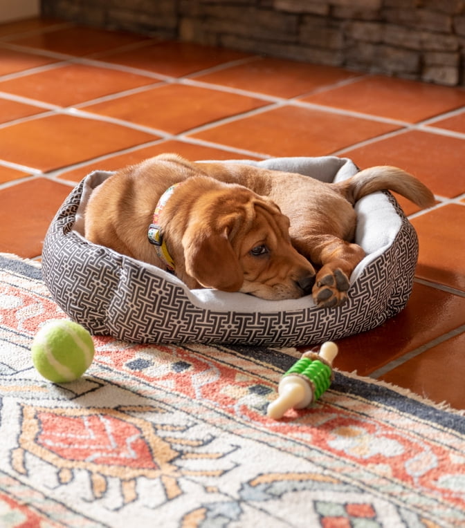 walmart pet supplies