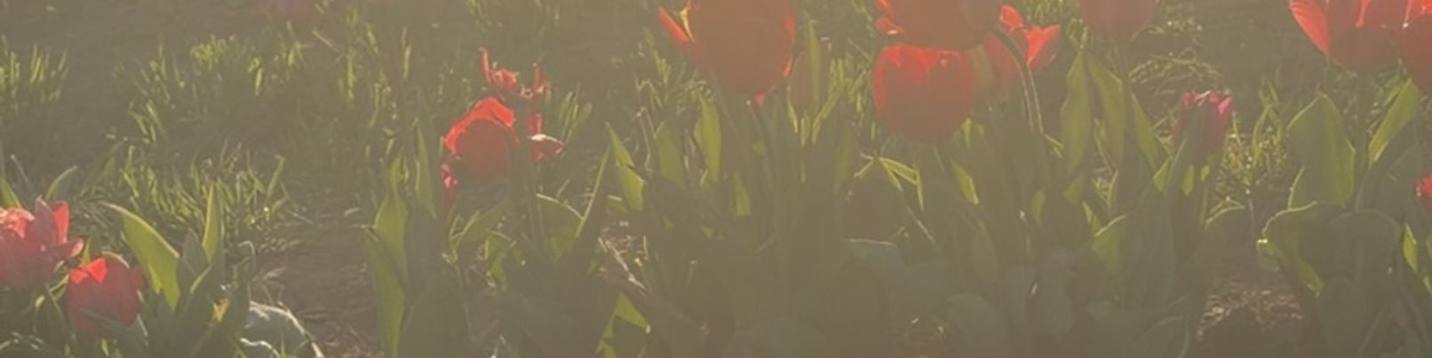 Storefront user uploaded banner.