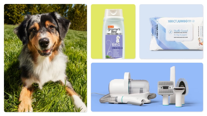 Dog Supplies Walmart