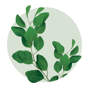 Eucalyptus and spearmint leaves