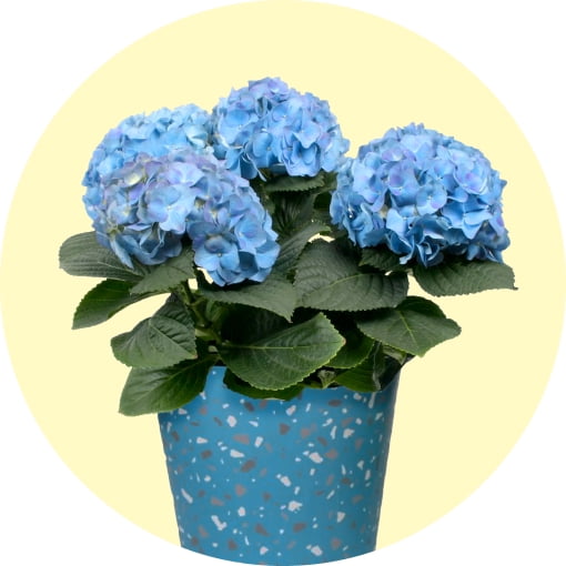 Yucca Plants in Indoor Plants