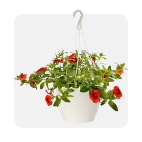 Hanging baskets