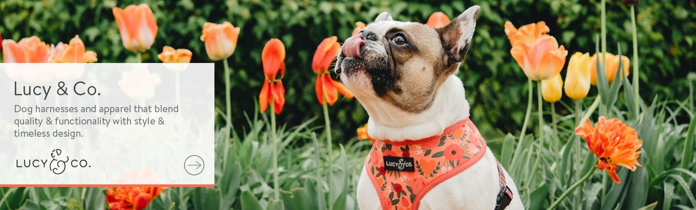 lucy and co dog harness