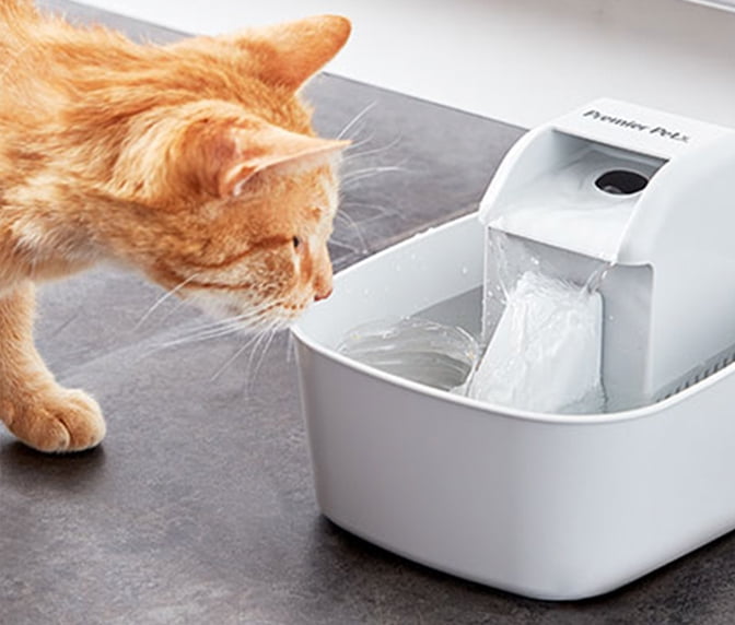 timed cat feeder walmart