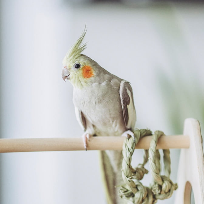 adorable poodle puppies