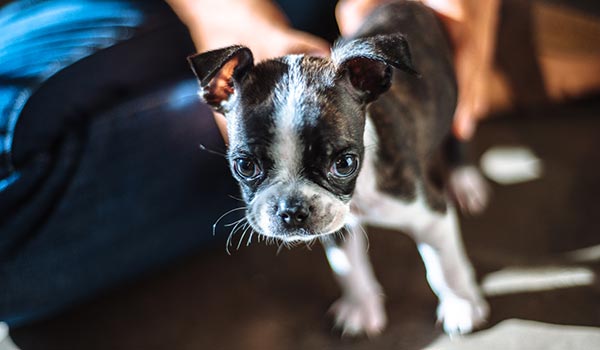 Welcoming your new puppy Puppy taking steps