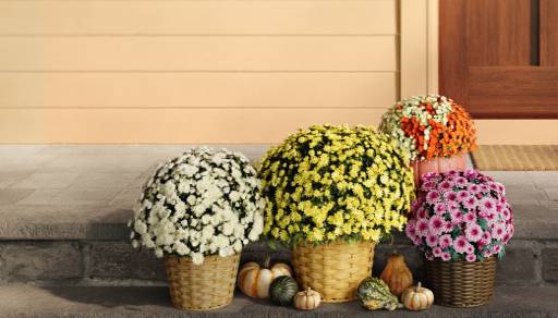 White, yellow, orange and pink mums in planters surrounded by pumpkins.