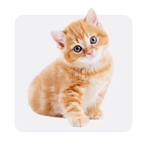 kitten