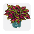 Live plants