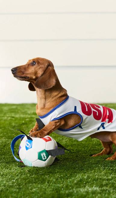 A Dachshund dog wearing a USA soccer jersey with a soccer ball in an outdoor setting.