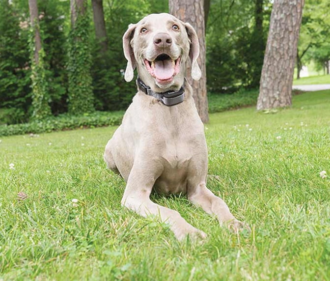 petfinder training collar