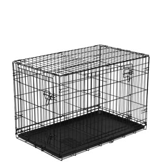 australian cattle dog and poodle mix