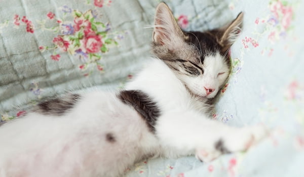 Home safe home your cat Kitten sleeping on couch