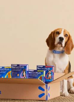A Beagle sits by a Walmart Delivery box of NexGard Plus medication.