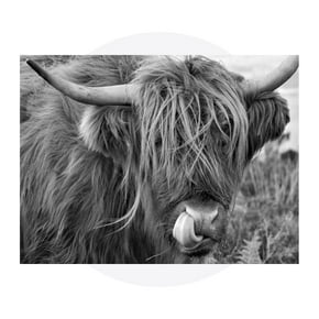 Shop animal wall art.