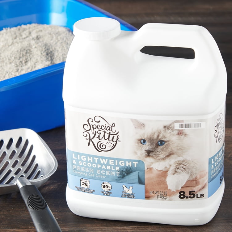 kitten supplies walmart