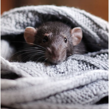 Small Animals And Supplies Walmartcom - 