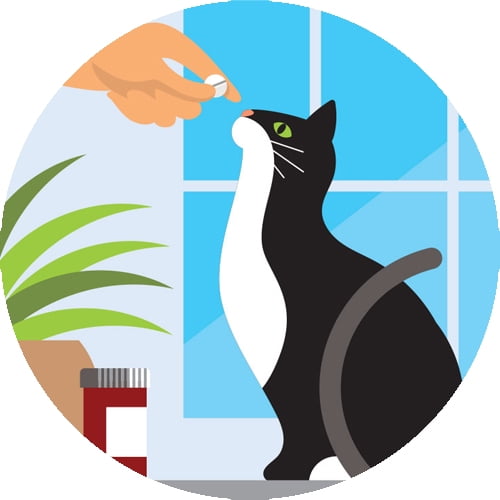 whisker city cat care starter kit