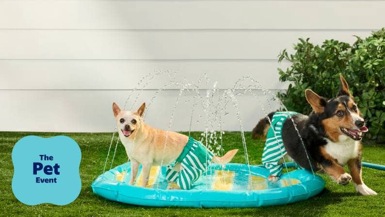 Two dogs in swim shorts play in an inflatable water fountain.