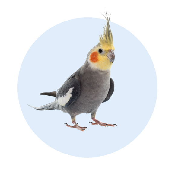 walmart pet bird supplies