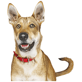 hill's science diet walmart