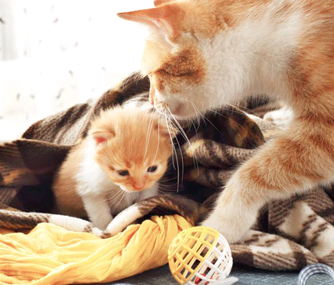 Walmart online pet supplies Clearance