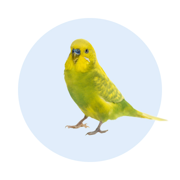 walmart pet bird supplies