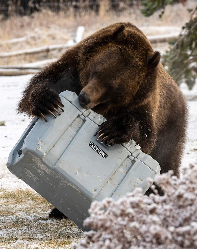 bear proof cooler