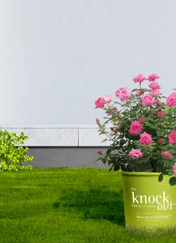 A potted plant on a green lawn, with a white wall in the background.