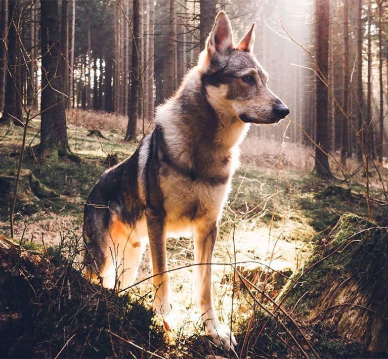 28+ German Shepherd Colors Red & Black