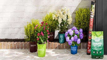 Live Plants - Walmart.com Live Plants - Walmart.com