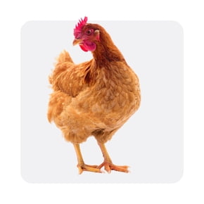 chicken