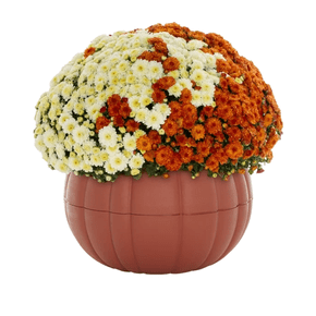 Fall flowers