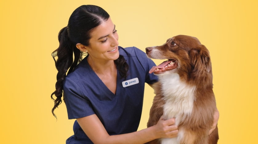 Walmart pet clearance essentials