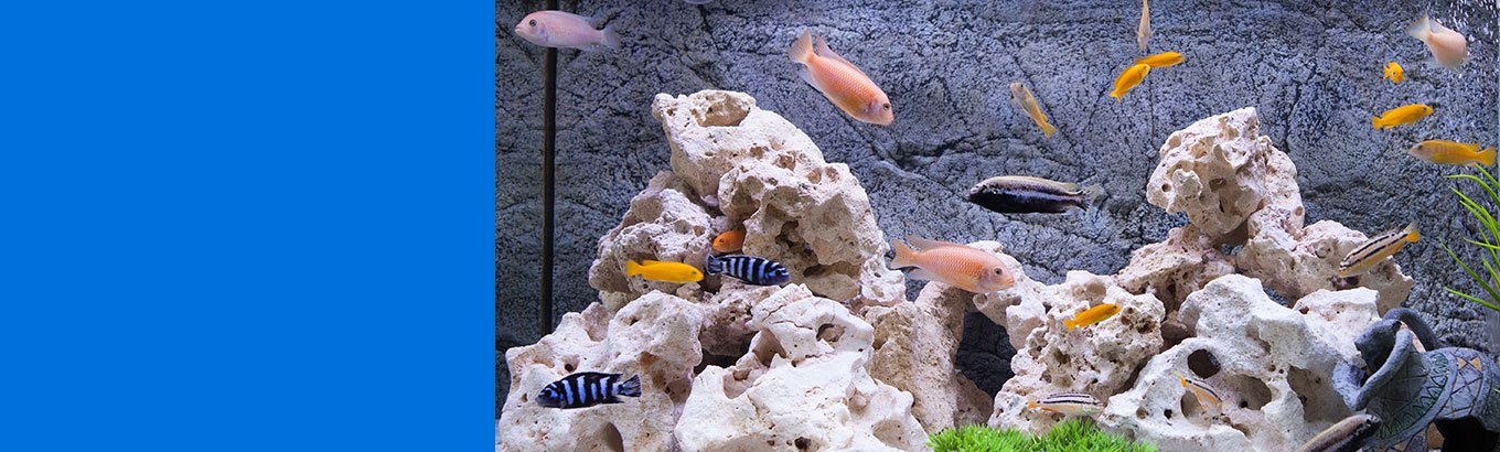 Fish - Walmart.com