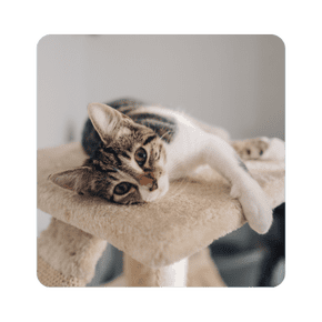 Gatos