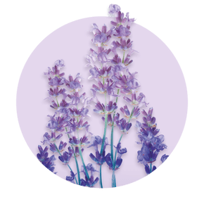 Lavender leaves