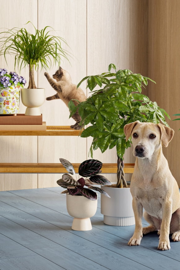 A cat and dog are shown with live indoor plants.