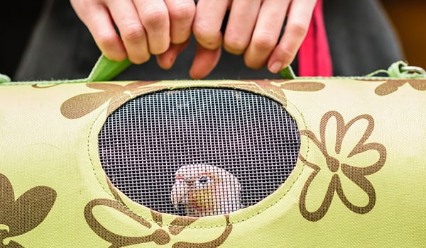 Preparing pets for emergecies Person taking their bird in pet carrier