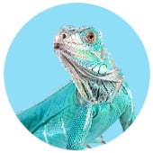 Reptiles