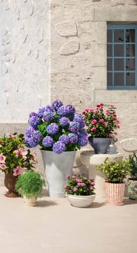 Colorful potted plants in front of a stone wall.