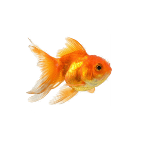 Goldfish