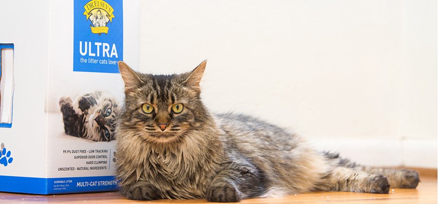 Cat Supplies Walmart Com Walmart Com
