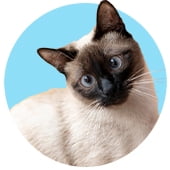 Gato