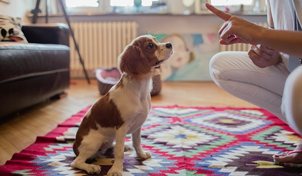Basic dog commands Basic dog commands