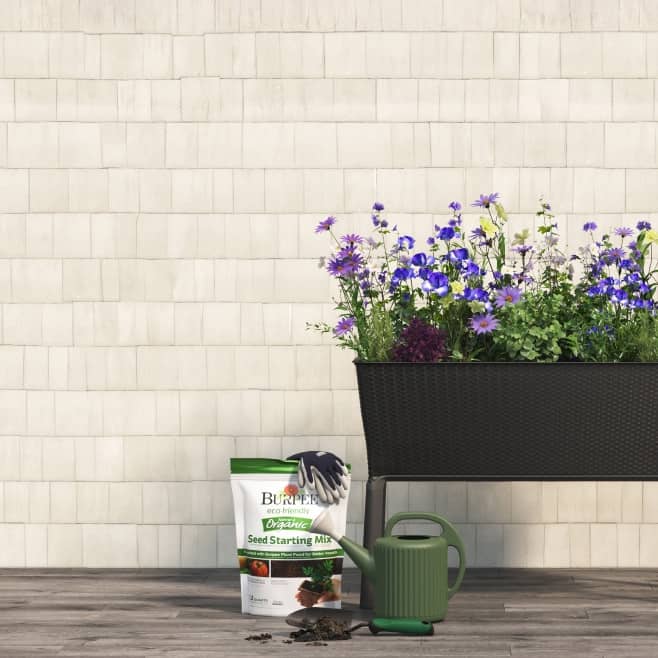 An elevated planter full of purple flowers on a deck. A bag of Burpee seed starting mix next to a watering can and a dirty gardening trowel.