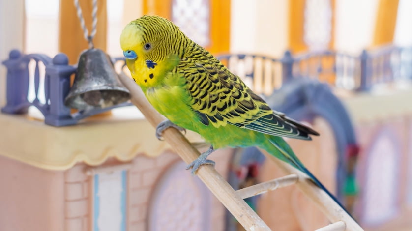 walmart pet bird supplies