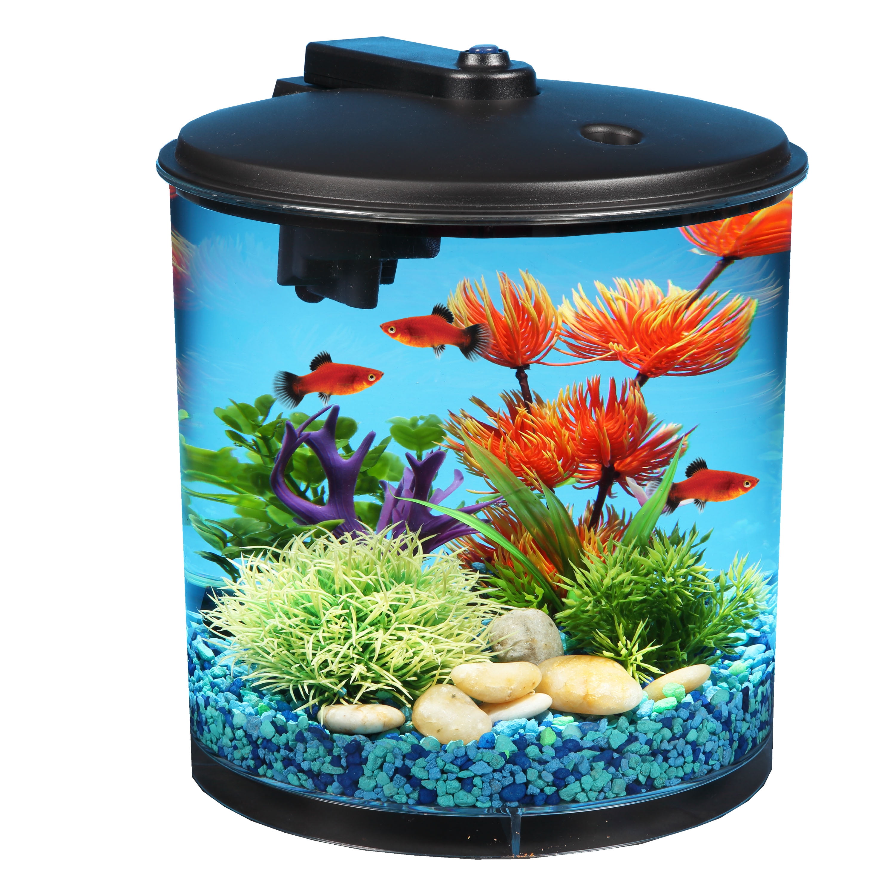 Types of home aquarium freshwater fish
