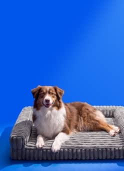 Brown and white dog lying on a gray corduroy pet bed.