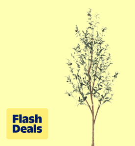 Flash deals. Image shows a six-foot Dr.Planzen artificial olive tree with natural wood trunk and lifelike fruits on a light yellow background.